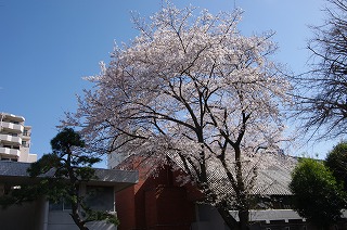 校庭の桜がきれいに咲いています