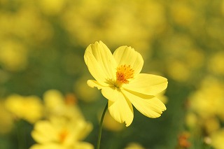 写真部　昭和記念公園での撮影会